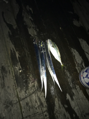 タチウオと！？