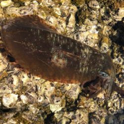 初冬の湾内磯エギング♪