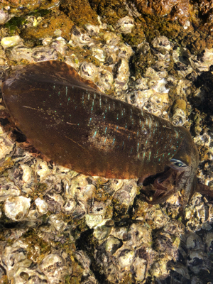 初冬の湾内磯エギング♪