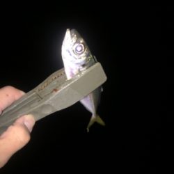 アジング好調キープ！