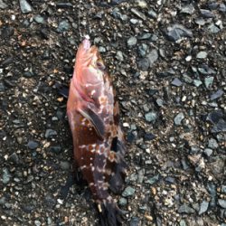 朝から釣りをする(笑)。