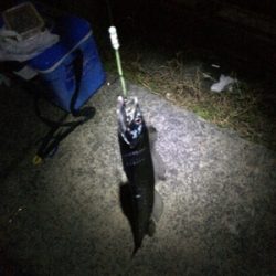 アタリ少なくなってきた。