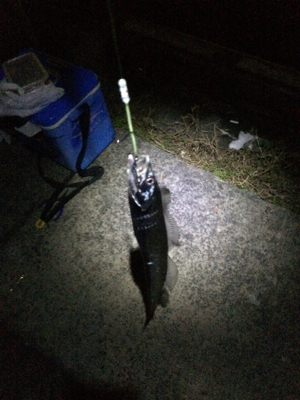 アタリ少なくなってきた。