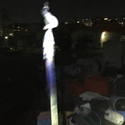 太刀魚とガシラ