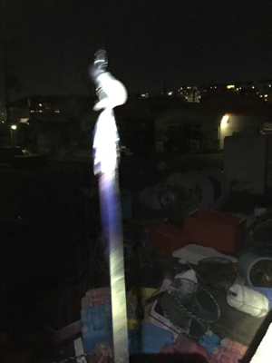 太刀魚とガシラ