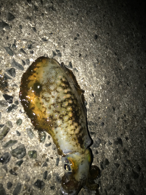 今週は3時間だけのヤリイカ調査