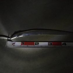 シーバス狙いが…