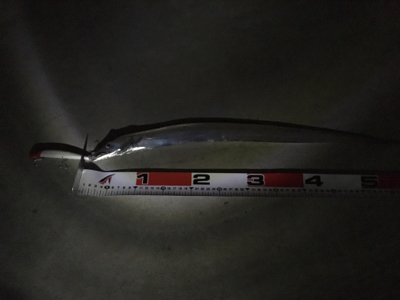 シーバス狙いが…