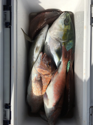 海上釣り堀爆釣