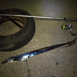 やっぱり1本しか釣れない…