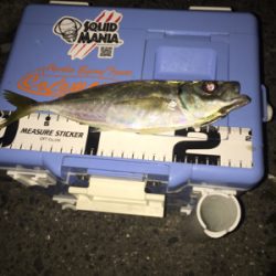 ジグ単中アジ狙い