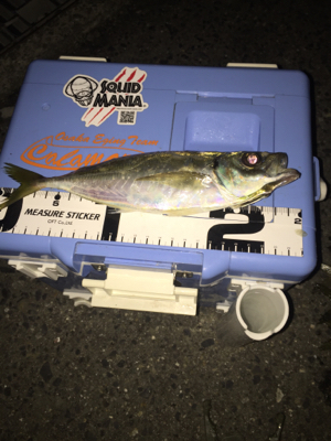 ジグ単中アジ狙い