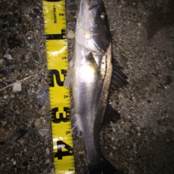 河川 ウェーディング