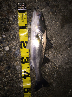 河川 ウェーディング