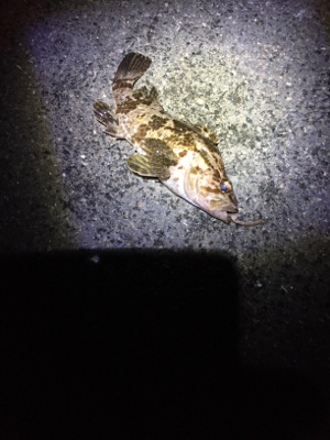 メバル調査 3日目