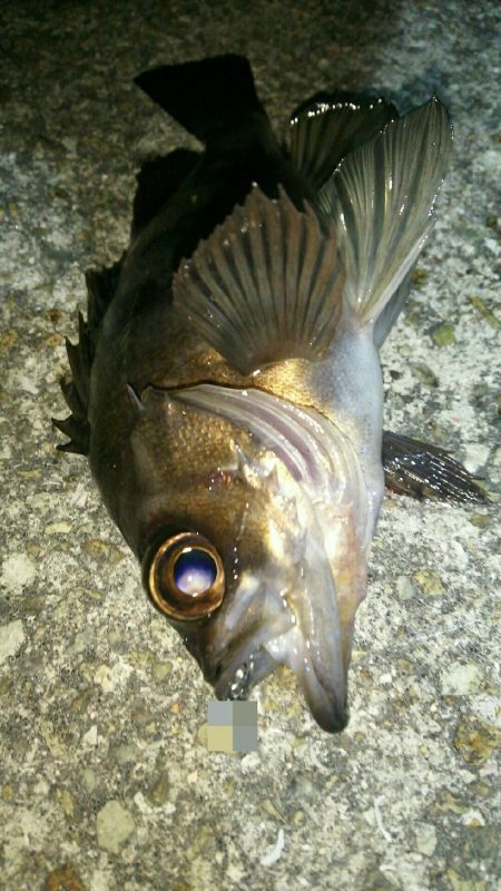 メーカーさんのイベント帰りに早速♪