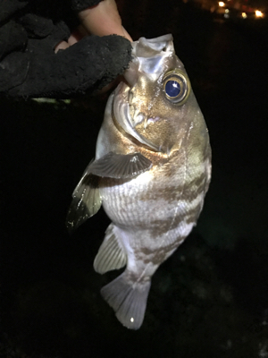 カサゴ、メバル