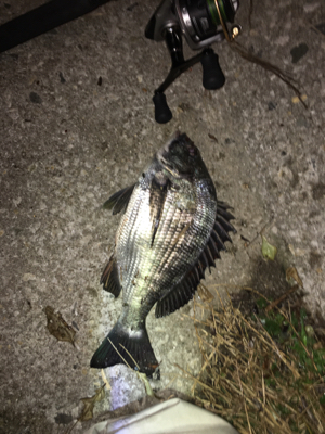 やっと待望のチヌ（笑）