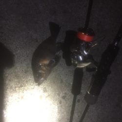 満月メバリング