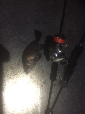 満月メバリング