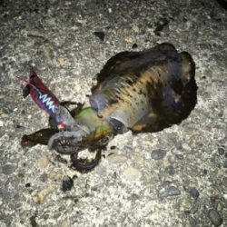 サイズは上がらず