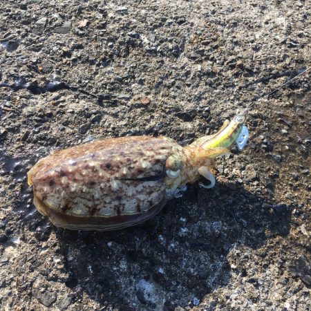 エギング コウイカ