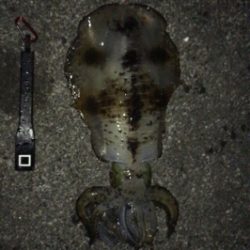 サビキでアジ釣ってからアオリ