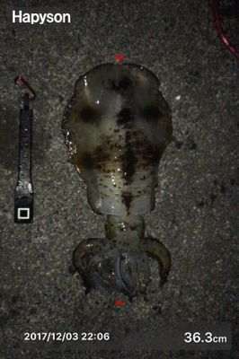 サビキでアジ釣ってからアオリ