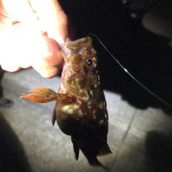 メバリングランガンのはずが…