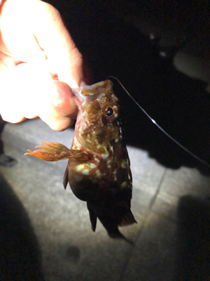 メバリングランガンのはずが…