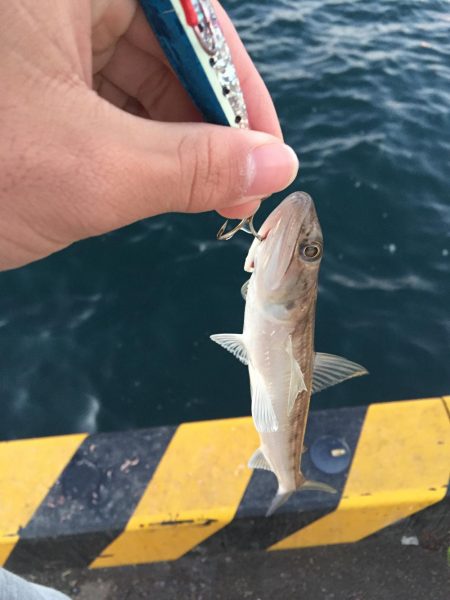 ドラゴン狙い！