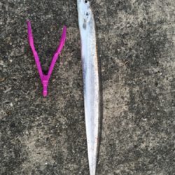 初のノマセ釣り