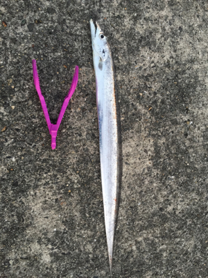 初のノマセ釣り