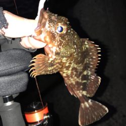 マヅメ攻めるも、、