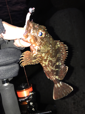 マヅメ攻めるも、、