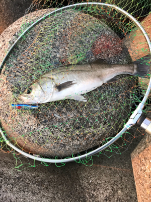 朝まずめ寒すぎ