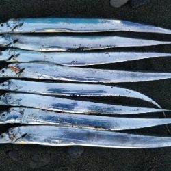 阿南市の那賀川河口でタチウオ