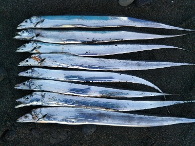 阿南市の那賀川河口でタチウオ