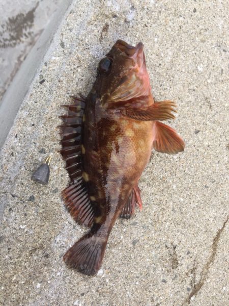 穴釣りで、メバルガシラ！