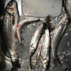 釣れたものの…