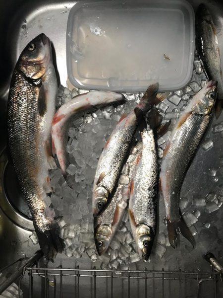 釣れたものの…