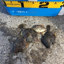 カワハギそろそろ終わりかなぁー！