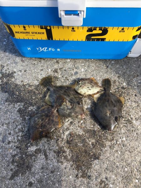 カワハギそろそろ終わりかなぁー！