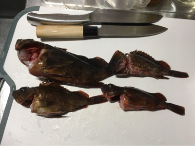 穴釣りでこのサイズ！？