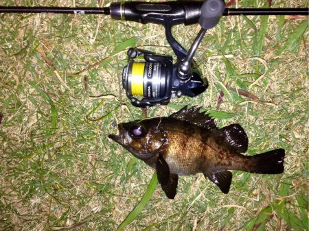 休憩メバリング