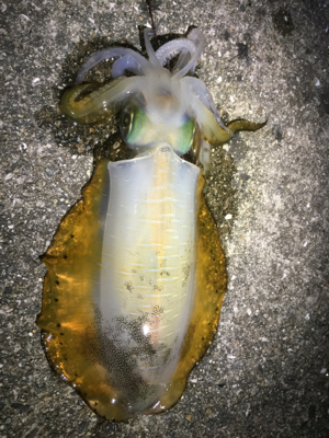 ぱたぱたと短時間で