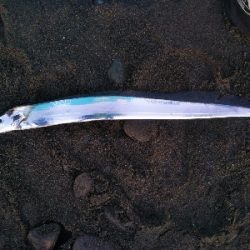 阿南市の那賀川河口でタチウオ