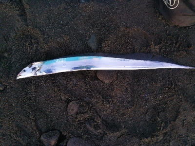 阿南市の那賀川河口でタチウオ