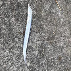 ケーソンタチウオ