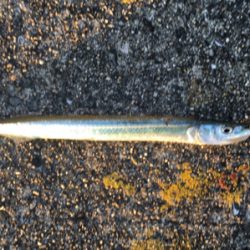 ノマセなぜ飲まない❓